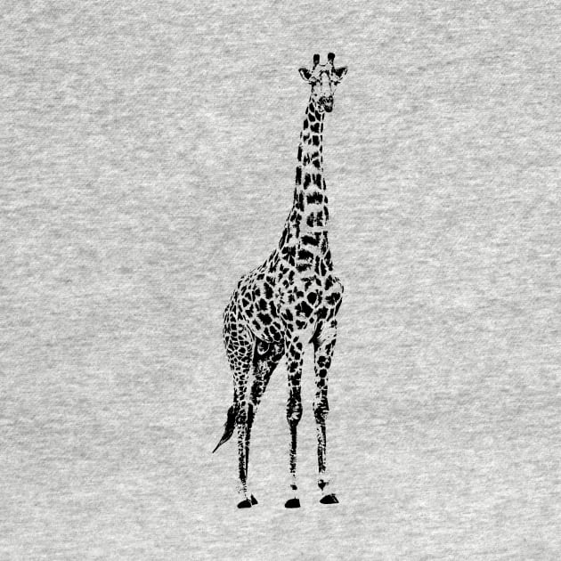 Male Giraffe Standing Tall | African Wildlife by scotch